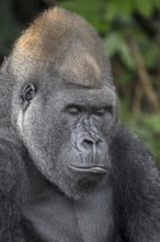 Western lowland gorilla (Gorilla gorilla gorilla) with eyes closed, Réserve Lésio-Louna nature