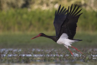Black Stork (Ciconia nigra) taking flight, Tiszaalpár, Hungary