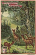 Picture series picture puzzle, where is the hunter, Liebig picture, digitally restored reproduction