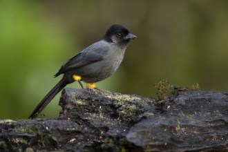 Yellow-thighed Finch (Pselliophorus tibialis), Costa Rica