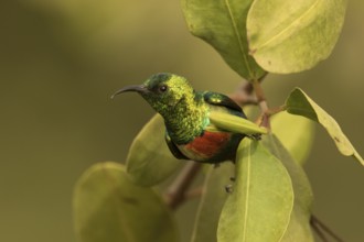 Beautiful Sunbird (Cinnyris pulchellus) male, Gambia