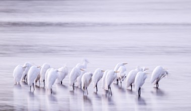 Great White Egret (Ardea alba) many birds are standing in the shallow water zone of a lake in front