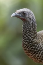 Colombian chachalaca (Ortalis columbiana) perched on a branch in Colombia, South America