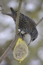 Common Starling (Sturnus vulgaris), North Rhine-Westphalia, Germany