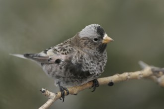 Black Rosy Finch (Leucosticte atrata), New Mexico, USA