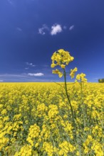 Flowering field of Rapeseed (Brassica napus) on a sunny day with blue sky, green trees and some