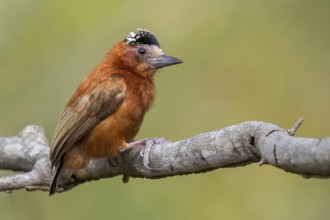 Chestnut Piculet (Picumnus cinnamomeus) perched on a branch in Colombia, South America