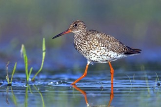 Redshank, (Tringa totanus), Animals, Birds, Floating Hide fixed, Tiszaalpár - Kiskunsági Nation,