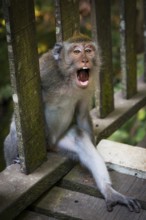 Macaque (Macaca), Aggression, Sacred monkey forest, Ubud, Bali, Indonesia