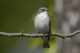 European Pied Flycatcher (Ficedula hypoleuca) female singing, Brandenburg, Germany