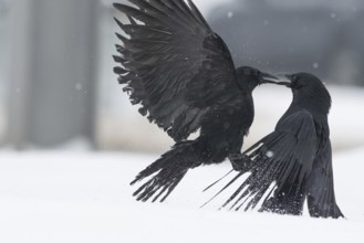 Two fighting crows (Corvus corone) in the snow, Hesse, Germany