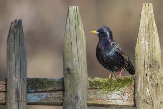 Common Starling (Sturnus vulgaris) perched on a wooden fence, Poland