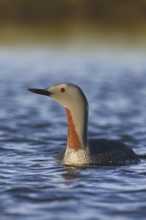 Red-throated Loon (Gavia stellata), Iceland