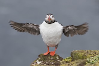 Atlantic Puffin (Fratercula arctica) flapping, Iceland