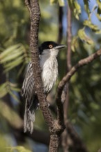 Northern Puffback (Dryoscopus gambensis) male perched on a branch, Gambia