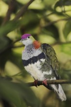 Superb fruit dove (Ptilinopus superbus), male, captive, occurring in Asia and Australia