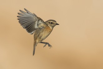 European Stonechat (Saxicola rubicola) female flying, Eilat, Israel