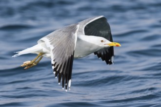 Baraba Gull (Larus fuscus barabensis) flying, Eilat, Israel
