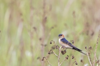 Rufous Swallow, (Cecropis rufula), Animals, Bird, Birds, Swallow, Swallow family, Lesbos, Greece