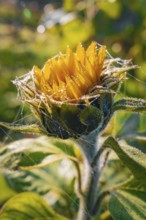 Macro photograph of a sunflower with morning dew and cobwebs in the sunlight, Gechingen, Black