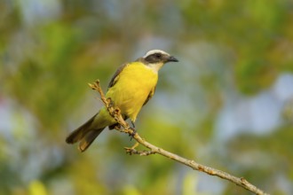 Social Flycatcher Myiozetetes similis primulus El Tuito, Jalisco, Mexico 14 June Adult Tyrannidae