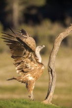 Griffon Vulture (Gyps fulvus), Andalusia, Spain