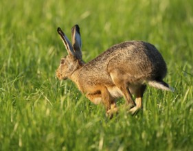 European hare (Lepus europaeus) running across a green meadow, wildlife, Lower Saxony, Germany