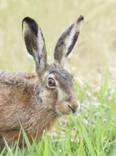 European hare (Lepus europaeus), head portrait, wildlife, animals, mammal, Ochsenmoor, Naturpark