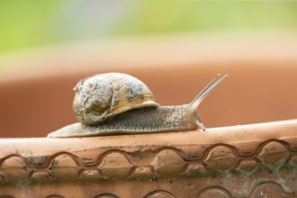 Garden snail (Cornu aspersum) adult gastropod molluscs on a garden plant pot in summer, England,