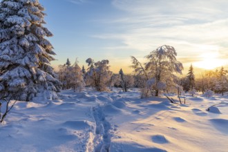 Winter landscape with snow-covered trees and branches covered with hoarfrost on the