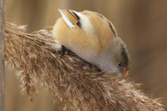 Bearded Reedling (Panurus biarmicus) female foraging, Saxony, Germany