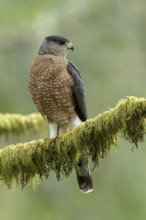 Coopers Hawk (Accipiter cooperii) perched on a branch in Victoria, BC, Canada