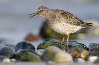 Purple Sandpiper (Calidris maritima), Schleswig-Holstein, Germany