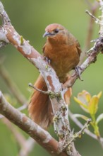 Orange-eyed Thornbird (Phacellodomus erythrophthalmus) perched on a branch in the Atlantic