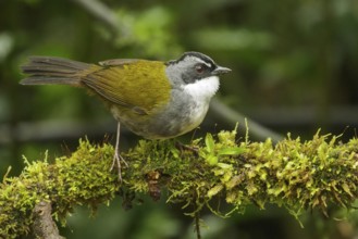 Grey-browed Brush Finch (Arremon assimilis) perched on a branch in the Andes Mountains of Colombia
