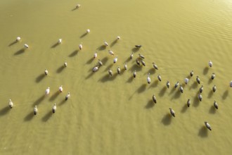 Aerial view of a flock of flamingos gracefully standing in the serene waters of Laguna Grande,