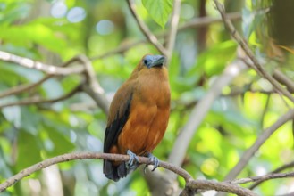 A capuchin bird (Perissocephalus tricolor) sits on a branch in a green tropical forest. It is found