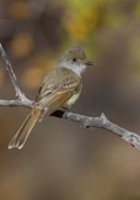 Dusky-capped Flycatcher (Myiarchus tuberculifer), Arizona, USA