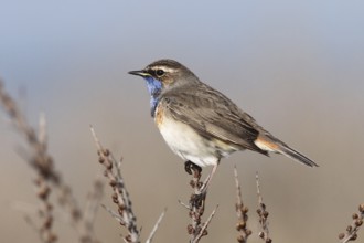 Bluethroat (Luscinia svecica cyanecula) male, Texel, Netherlands