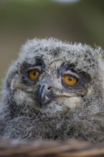 Portrait of an juvenile Eurasian Eagle Owl, Bubo bubo. Green vegetation in the background