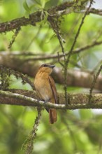 Cinnamon Becard (Pachyramphus cinnamomeus), Costa Rica