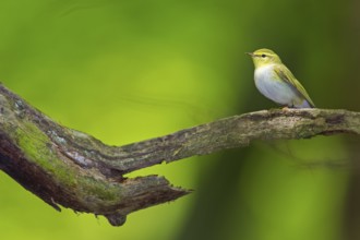 Wood warbler, (Phylloscopus sibilatrix), animals, birds, songbirds, perch, biotope, habitat,