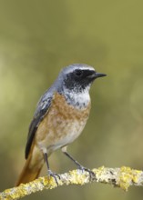 Common Redstart (Phoenicurus phoenicurus) male, Castile, Spain