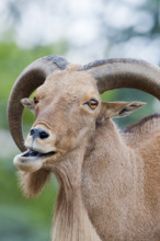 Barbary Sheep (Ammotragus lervia), Stuttgart, Baden-Wuerttemberg, Germany, Europe