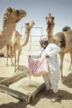 Camel breeder feeding his dromedaries (Camelus dromedarius) on his farm near Shisr, Dhofar, Oman