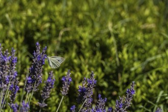 A serene meadow with vibrant lavender adorned by a delicate butterfly. The lush green background