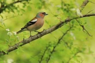 Common Chaffinch (Fringilla coelebs) male, Andalusia, Spain