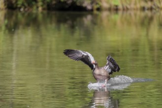 An adult greylag goose (Anser anser) lands on a lake on a sunny day. Bavaria, Germany