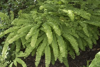 Peacock wheel fern (Adiantum pedatum), Merkel family, Germany