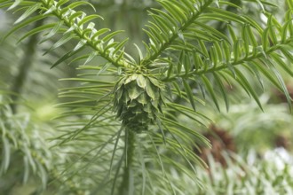 Chinese Norway spruce (Cunninghamia lanceolata), shoot, Weltwald Freising, Germany